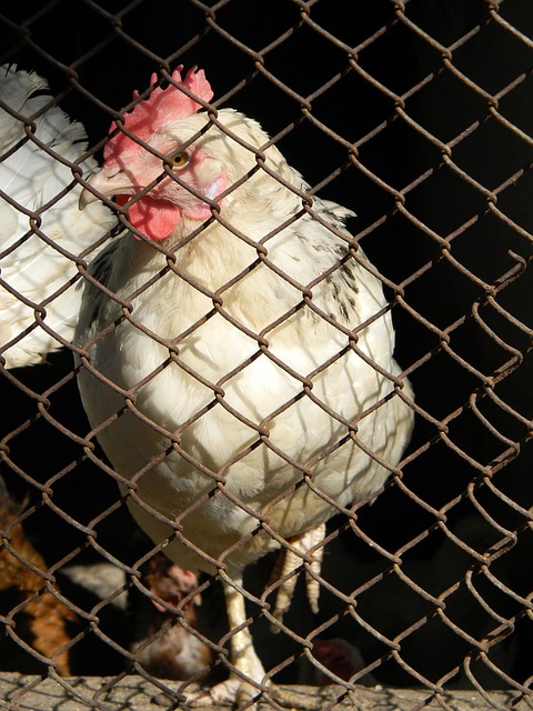 赛季的工资 赛季的工资